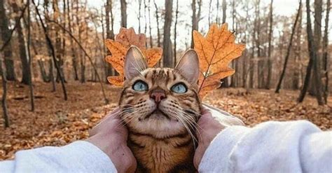 Create meme "funny autumn cats, cat autumn, funny cat in autumn ...