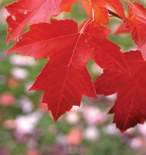 Red Maples Leaves Oil Painting trustalchemy.com