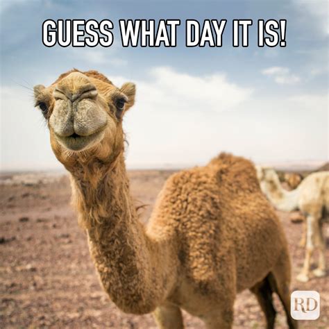 25 Hump Day Memes That Make Wednesdays Bearable | Reader's Digest