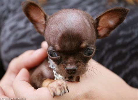 Tiniest Dog In The World 2024 - Rani Valeda