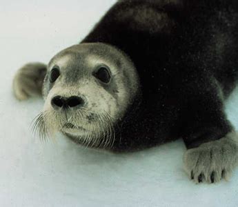 Appeals Court Reinstates Endangered Species Act Protections for Bearded Seals