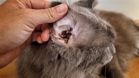 Ear Polyps in Cats: Causes, Signs & Treatments (Vet Answer) – Pet Arenas