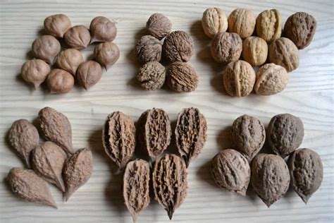 Growing Butternut Tree: How to Plant, Grow and Care for White Walnut