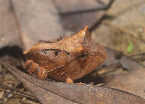 Amazon Horned Frog 101: South America's Camouflaged Predator