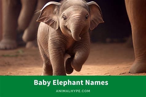 224 Adorable Baby Elephant Names for Your Little Jumbo - Animal Hype