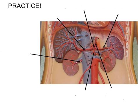 anatomy 2 lab: celiac trunk arteries Diagram | Quizlet