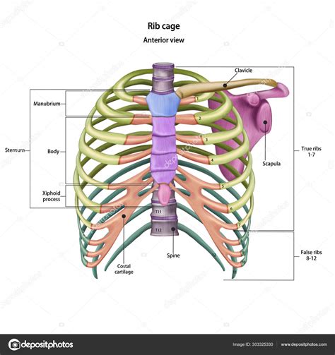 Bones of the human chest. Rib cage bones with the name and description of all sites. Anterior ...