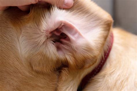 Dog Ear Wax Color Chart: Shades and Meanings | Great Pet Care