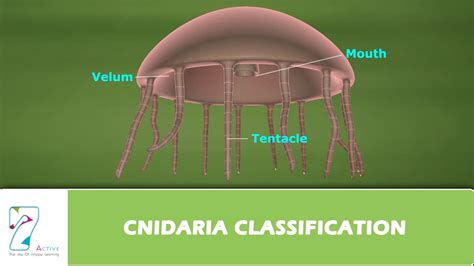 CNIDARIA CLASSIFICATION - YouTube