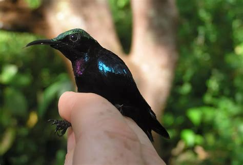 Colorful new sunbirds discovered in Indonesia - Nexus Newsfeed