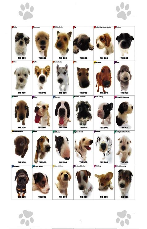 The Dog Different Dog Breeds Infographic Chart 18"x28" (45cm/70cm) Poster