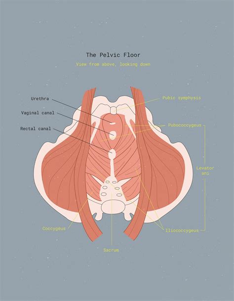Internal Pelvic Floor Therapy At Home Los Angeles | Viewfloor.co