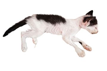 Dying Cat: Their Symptoms & What to Do About It - Information website