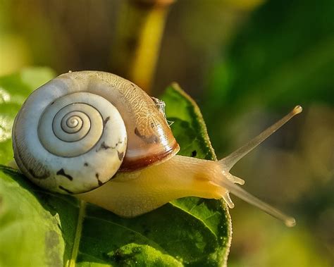 Snail Shell Slow · Free photo on Pixabay