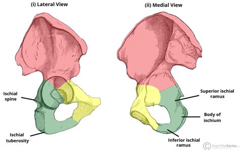 The Hip Bone - Ilium - Ischium - Pubis - TeachMeAnatomy