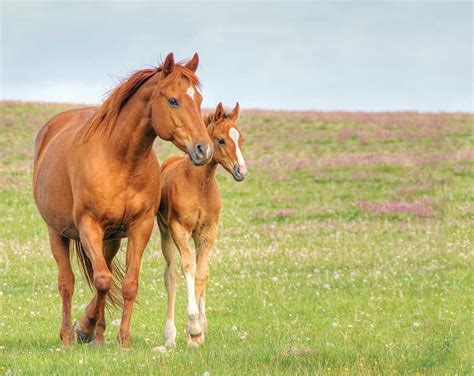 Regulate Your Mare's Cycle | Horses, Healthy horses, Horse health