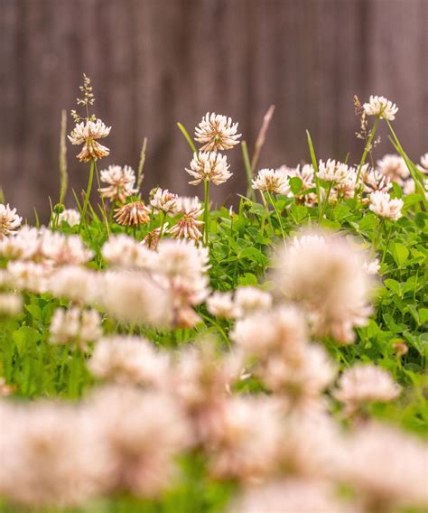 Growing a clover lawn to cut down on mowing | Homes & Gardens