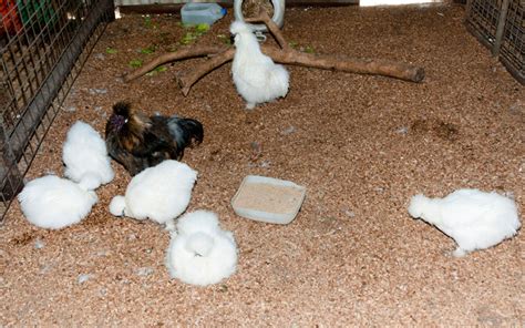 How to Care for Silkie Chickens? - LearnPoultry