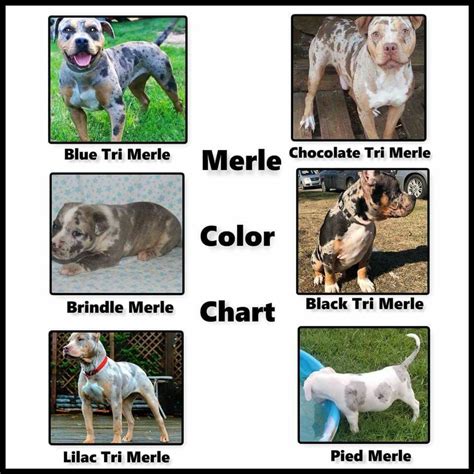 Merle tricolors | Pit dog, Bully breeds dogs, American bully