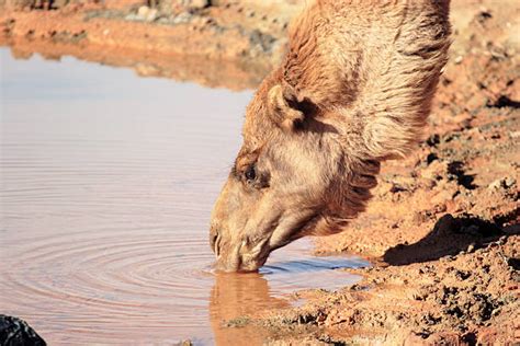 Thirsty Camel Drinking Desert Stock Photos, Pictures & Royalty-Free ...