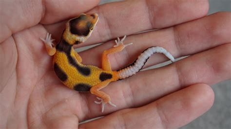 More Leopard Gecko Babies!! (2020 Hatchlings) - YouTube