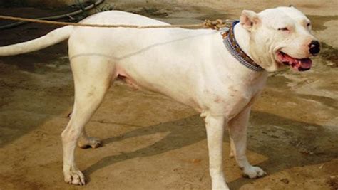 Gull Dong vs Bully Kutta - Breed Comparison | MyDogBreeds