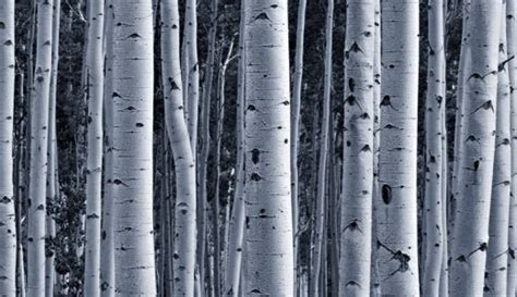 Silver Birch Tree Forest Wallpaper Murals, Silver Birch Tree ... | Birch tree wallpaper, Forest ...