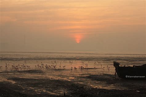 Bird Watching in Mumbai: Sewri Jetty Flamingos ~ Wannabemaven