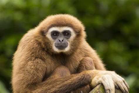 Dallas Zoo Announces the Birth of Baby Gibbon - Dallas Express