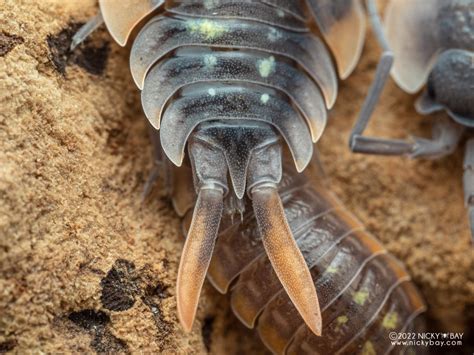 Isopod Anatomy and Biology - Isopod Site