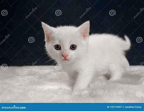 White Kitten Walking on White Rug Stock Image - Image of eight ...