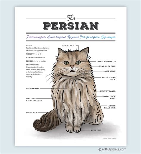 Persian Cat Diagram Watercolor Art Print - Artful Pixels - Funny Gift for Cat Lovers