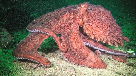 Biggest Octopus In The World Ever Recorded