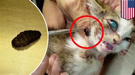 Cuterebra removal: vet surgically removes two huge fly larva from tiny kitten’s body - TomoNews ...