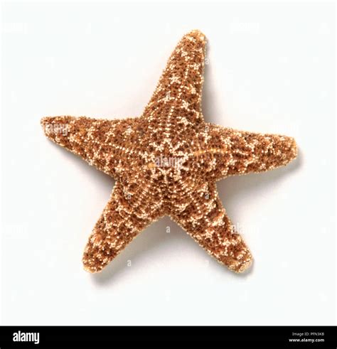 Collection of star-shaped objects, including Starfish (Asterias rubens), slices of Carambola or ...