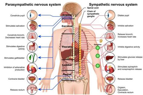 Sympathetic vs. Parasympathetic Nervous System | Biology Dictionary