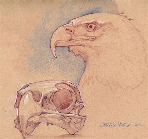 Bald Eagle Skull, Charles Hamel | Animal drawings, Animal sketches, Animal art
