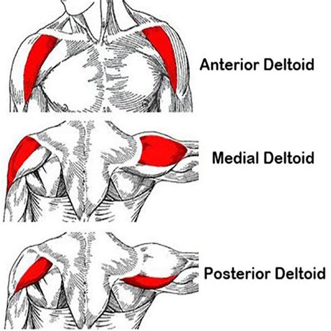 Deltoid Muscle: Anatomy and Strengthening Exercises | Allenamento ...