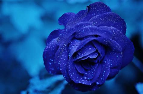 Blue Rose · Free Stock Photo
