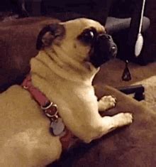 Pug Dance Sticker - Pug Dance Moves - Discover & Share GIFs