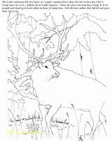 Bull Elk Coloring Pages At GetDrawings  Free Download sketch template