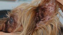 Cauliflower Ear In Dogs - Causes, Symptoms, And Treatments - Petmoo