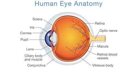 NCERT Solutions for Class 10 Science Chapter 11 The Human Eye and The ...