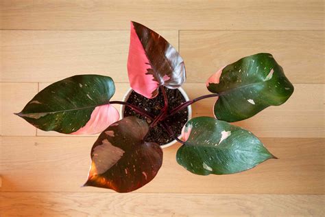 How to Grow and Care for Pink Princess Philodendron