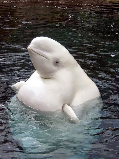 Beluga Whale | Beluga whale, Whale, Ocean animals