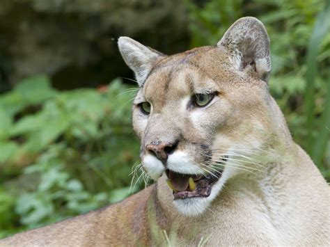 Are Mountain Lions Endangered? Conservation Status