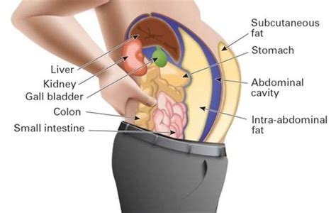 The Big Problem With Visceral Fat (and How to Lose It) - Legion Athletics