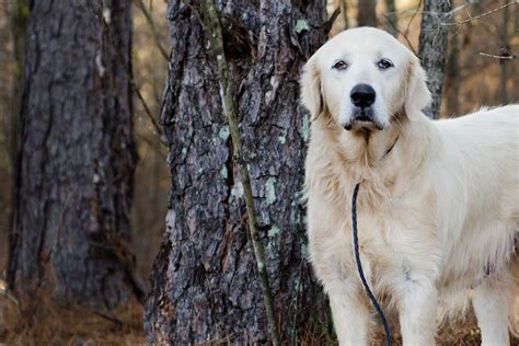 Learn how to leash train a great pyrenees using manners, clicker and leash, and leash tests ...