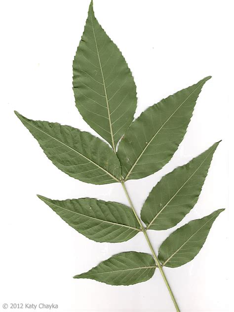 Fraxinus pennsylvanica (Green Ash): Minnesota Wildflowers