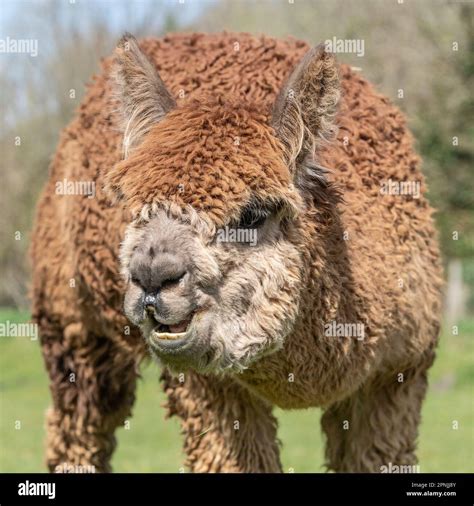 Alpaca, Vicugna pacos Stock Photo - Alamy